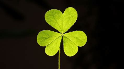 Why You Shouldn't Use the Four-Leaf Clover Emoji Today - ABC News