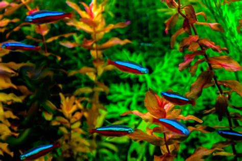 Small Freshwater Aquarium Fish: A Guide - Aquariffic Adventures