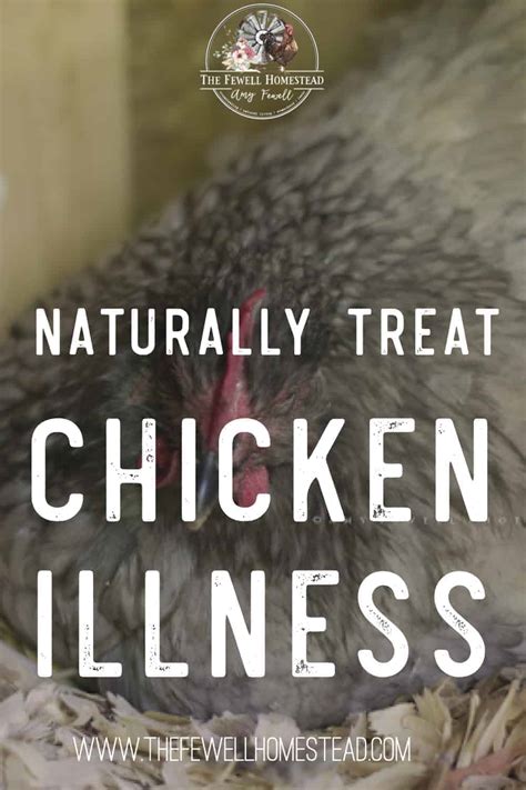 8 Common Chicken Illnesses And How To Treat Them Amy K Fewell