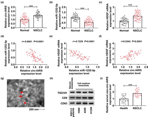 Circ IARS Depletion Inhibits The Progression Of Non Small Cell Lung