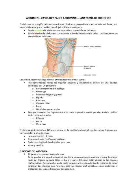 Estructuras Anat Micas Del Sistema Digestivo Abdomen Cavidad Y