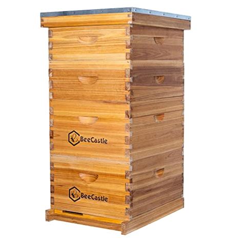 how much do bees cost to start a hive