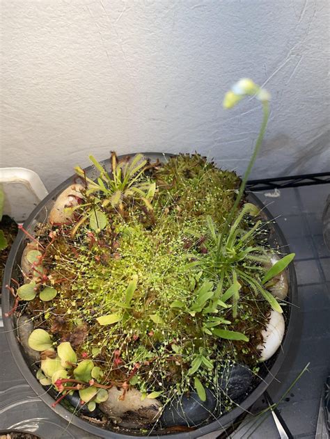 Carnivorous Plant Seeds [For Sale] | Mixed Seeds Pack