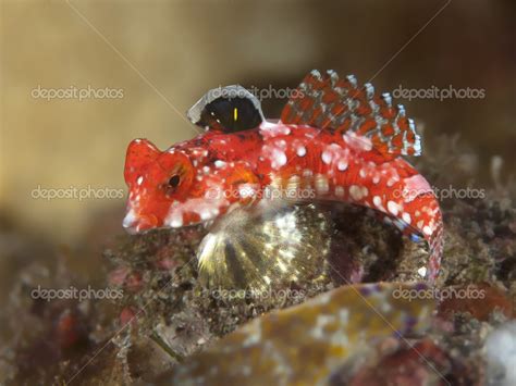 Dragonet Estrellado Fotograf A De Stock Orlandin