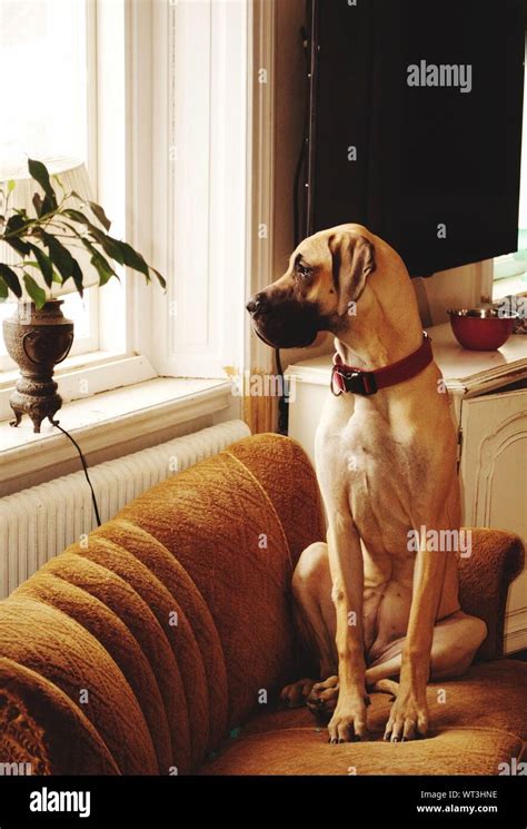 Great dane dog on sofa hi-res stock photography and images - Alamy