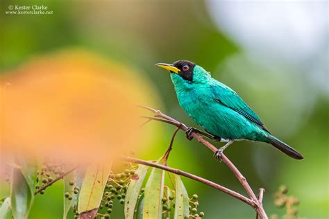 Blue-gray Tanager - Kester Clarke Wildlife Photography