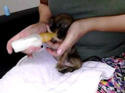 Dando Mamadeira Para Filhote De Cachorro Youtube