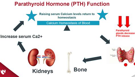 Secondary Hyperparathyroidism What Is It And How Is It 51 Off