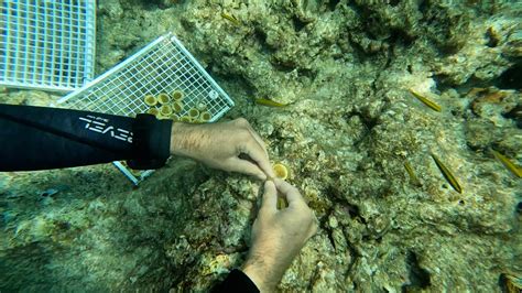 Rebuilding The Reefs