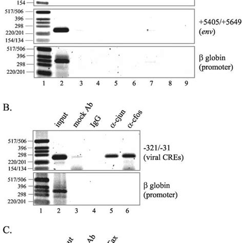 Atfcreb And Ap 1 Proteins Bind The Htlv I Promoter In Slb 1 Cells A