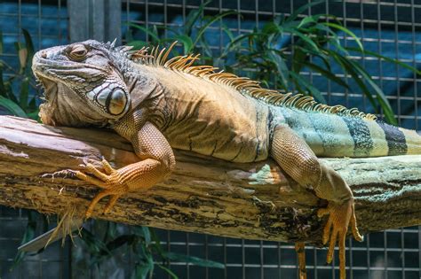 can iguana overweight indoors 8