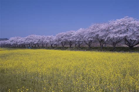 らんざんラベンダーまつり｜埼玉県公式観光サイト ちょこたび埼玉