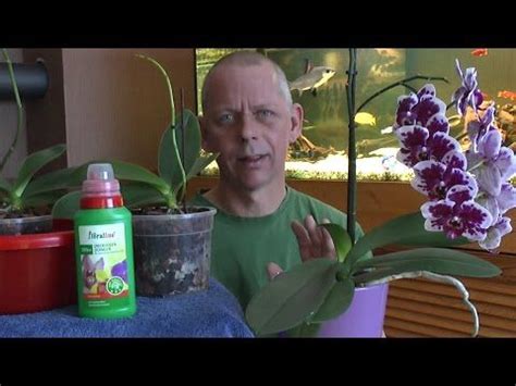 Orchideen Einpflanzen Umtopfen Ganz Einfach YouTube Orchideen