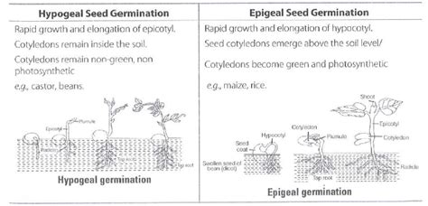 How do you distinguish between hypogeal germination and epigeal germination? What is the role of ...