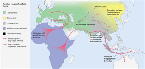 Homo Erectus Migration