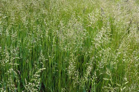 133 Tall Fescue Stock Photos Free And Royalty Free Stock Photos From