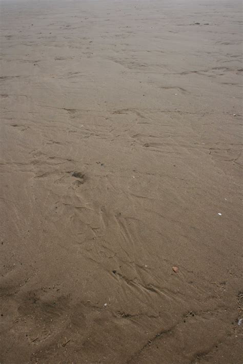 Castellated: Holkham Beach, Norfolk