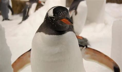 Gentoo Penguin Chicks Hatching at Edinburgh Zoo