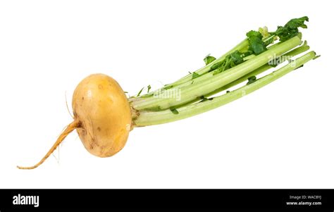 Fresh Organic Yellow Turnip With Greens Cutout On White Background