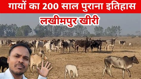 जंगली गाय 200 साल पुराना इतिहास Lakhimpur Kheri Sanker Pur Youtube