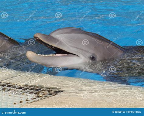 Dolphin Smiling Images - Download 1,377 Royalty Free Photos - Page 3