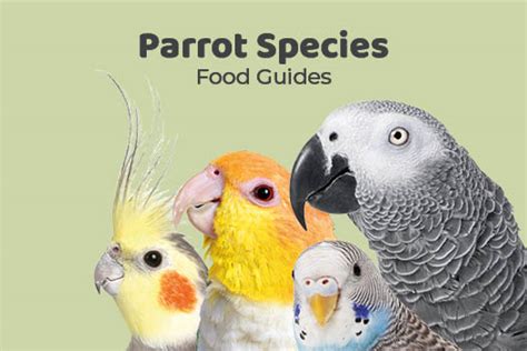 Northern Parrots Handy Feeding Guides Northern Parrots