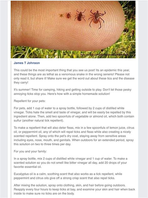 Natural Flea And Tick Repellant So Flea Remedies Home Remedies