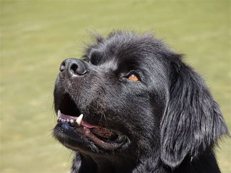 Dwergschnauzer Karakter Verzorging Hondenrassen De Nieuwe Hond