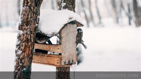 How Do Birds Survive in the Winter? 9 Awesome Ways