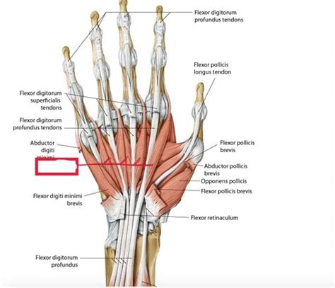 Palm Of The Hand Flashcards Quizlet