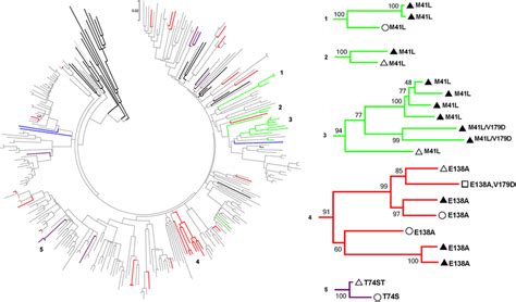 Phylogenetic Relations Between Hiv Sequences With Pdr A Maximum