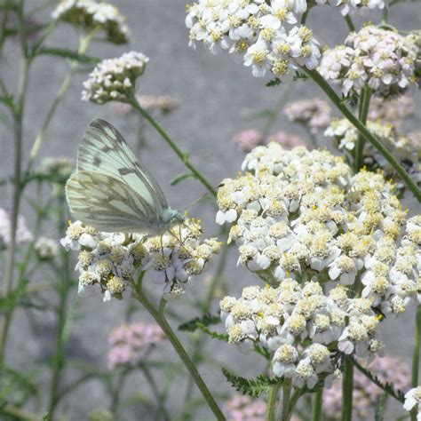 Achillea Millefolium Occidentalis Wild Western Yarrow Ferri Seeds