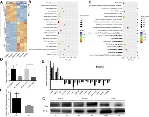 Linc00673 Knockdown Regulates Genes Expression Notes A Heatmap Of