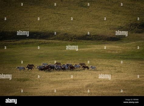 Wild horses in Mongolia Stock Photo - Alamy