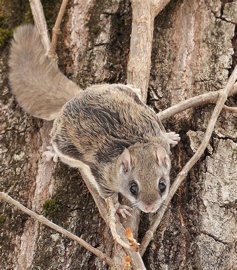 Летяги в полете. Энциклопедия. Материал для реферата