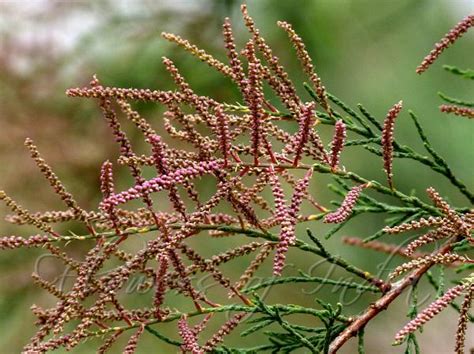 Tamarix Ramosissima Salt Cedar