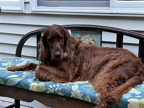 Rescue Information Irish Setter Club Of America Inc