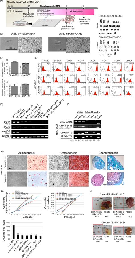 Generation Of Stable Single Cellderived Clonally Expanded