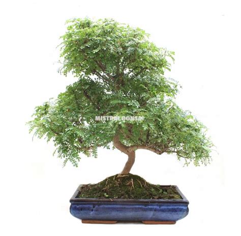 Zanthoxylum piperitum. Indoor bonsai 24 years. Pepper Tree.