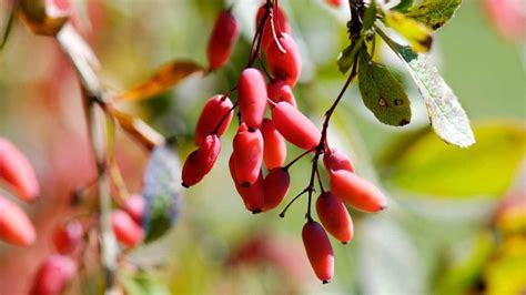 26 Types of Red Fruit Berries Growing on Trees and Shrub - EatHappyProject