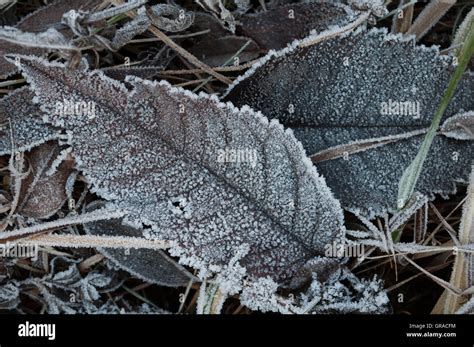 El Agua Congelada En Las Plantas Crea Un Aspecto Cristalino Natural