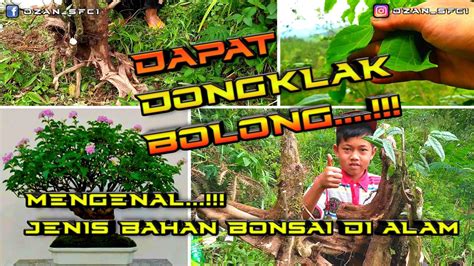 Berburu Bahan Bonsai Di Alam Liar Mengenal Jenis Bahan Bonsai Di Alam