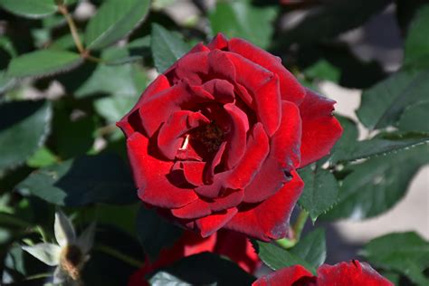 Dancing In The Dark Rose (Rosa 'DELchifrou') in Orange County, CA ...