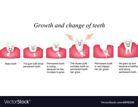 Growth and shift teeth in humans stages Royalty Free Vector