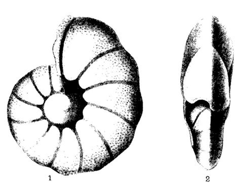 Anomalinoides Bilateralis Unknown None Oligocene Paleogene Foraminifera