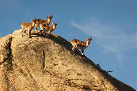 Cabras Salvajes En Una Piedra En El La Pedriza Espa A Imagen De