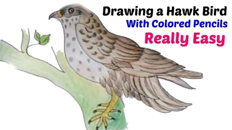 Color Pencil Drawing For Beginners Drawing A Hawk Bird Really Easy