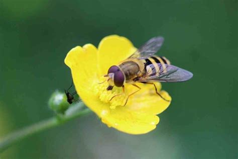 Gardeners’ Guide to Hoverflies - Gardenia Organic