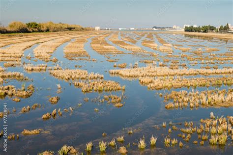 Rice paddy Stock Photo | Adobe Stock