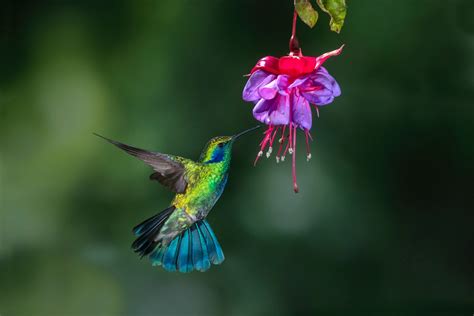 Hummingbird photography - Jim Zuckerman photography & photo tours